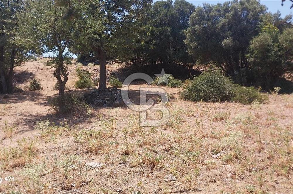 Çanakkale Ayvacık Budaklar Villa Arsası