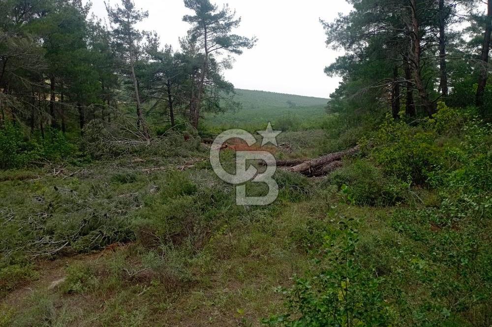 ÇANAKKALE İLİ ECEABAT İLÇESİ YALOVA KÖYÜ SATILIK 5.3 DÖNÜM TARLA