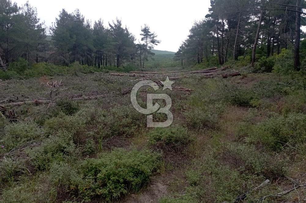 ÇANAKKALE İLİ ECEABAT İLÇESİ YALOVA KÖYÜ SATILIK 5.3 DÖNÜM TARLA