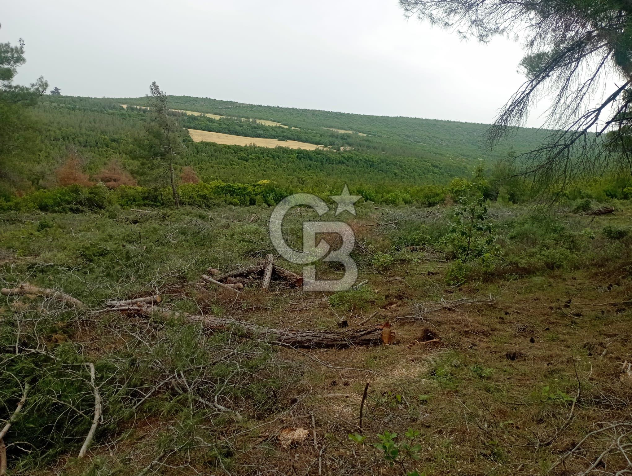 ÇANAKKALE İLİ ECEABAT İLÇESİ YALOVA KÖYÜ SATILIK 5.3 DÖNÜM TARLA