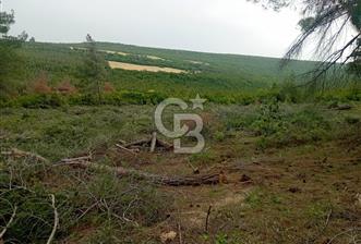 ÇANAKKALE İLİ ECEABAT İLÇESİ YALOVA KÖYÜ SATILIK 5.3 DÖNÜM TARLA