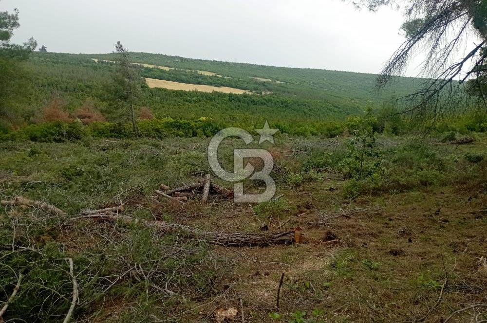 ÇANAKKALE İLİ ECEABAT İLÇESİ YALOVA KÖYÜ SATILIK 5.3 DÖNÜM TARLA