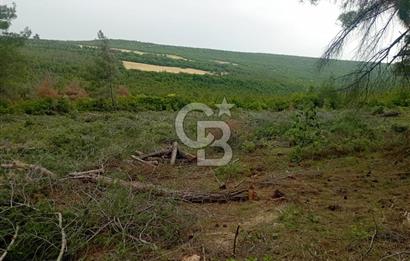 ÇANAKKALE İLİ ECEABAT İLÇESİ YALOVA KÖYÜ SATILIK 5.3 DÖNÜM TARLA