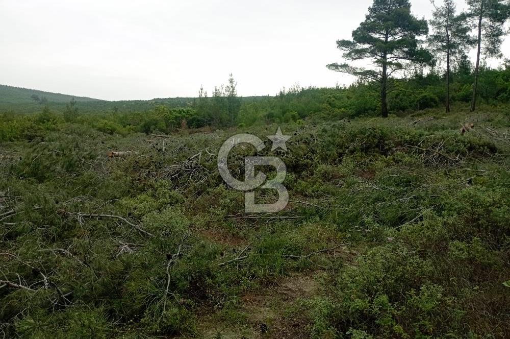 ÇANAKKALE İLİ ECEABAT İLÇESİ YALOVA KÖYÜ SATILIK 5.3 DÖNÜM TARLA