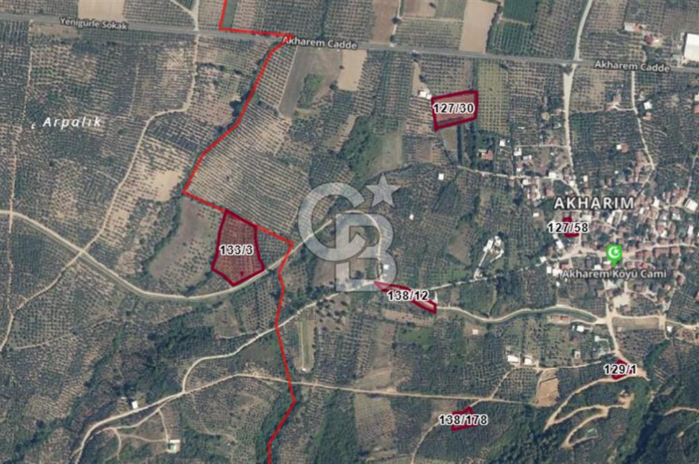CB CLASS BURSA -ORHANGAZİ- YENİGÜRLE 8.501 m² ZEYTİNLİK