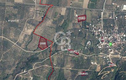 CB CLASS BURSA -ORHANGAZİ- YENİGÜRLE 8.501 m² ZEYTİNLİK