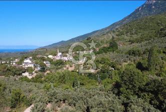 CB CLASS BURSA -ORHANGAZİ- YENİGÜRLE 8.501 m² ZEYTİNLİK