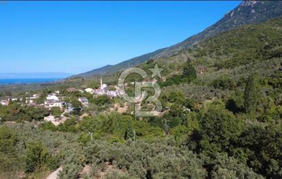 CB CLASS BURSA -ORHANGAZİ- YENİGÜRLE 8.501 m² ZEYTİNLİK