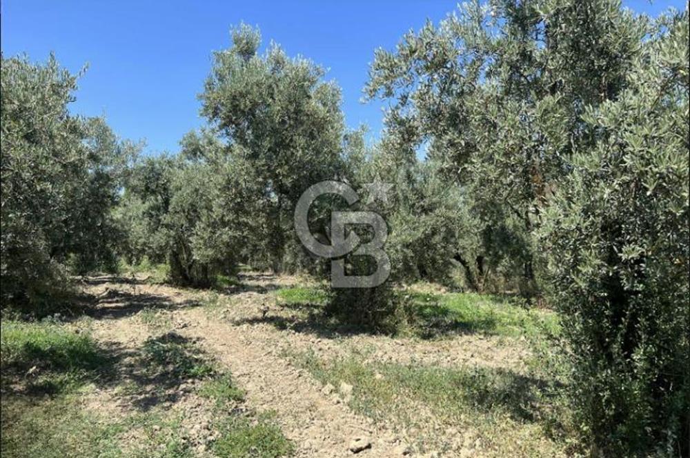 CB CLASS BURSA -ORHANGAZİ- YENİGÜRLE 8.501 m² ZEYTİNLİK
