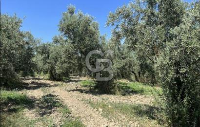 CB CLASS BURSA -ORHANGAZİ- YENİGÜRLE 8.501 m² ZEYTİNLİK