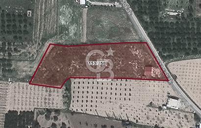 KEMALPAŞA AŞAĞI KIZILCA KARABAĞLAR MEVKINDE SATILIK BAHÇE
