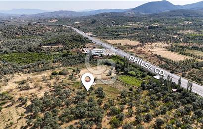 KEMALPAŞA VİŞNELİDE 1.245 M2 TARLA
