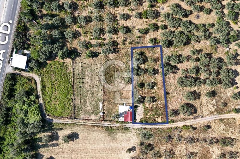 KEMALPAŞA VİŞNELİDE 1.245 M2 TARLA