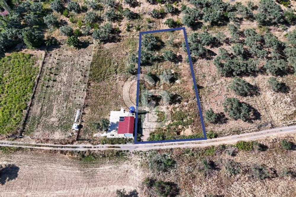 KEMALPAŞA VİŞNELİDE 1.245 M2 TARLA