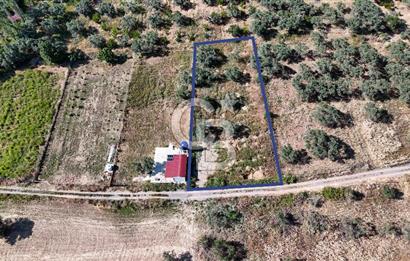 KEMALPAŞA VİŞNELİDE 1.245 M2 TARLA