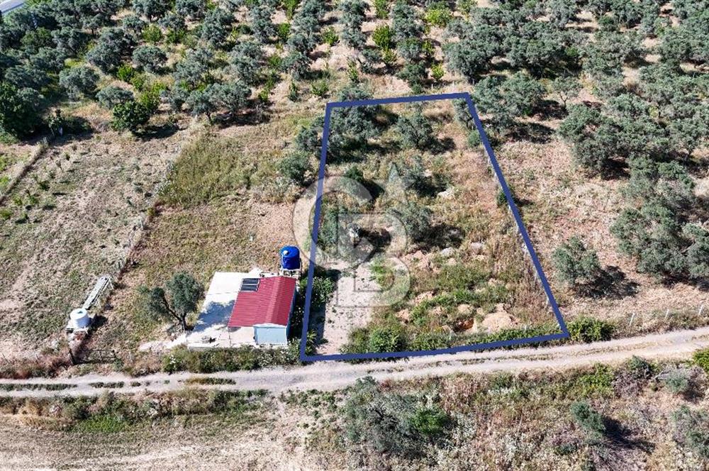 KEMALPAŞA VİŞNELİDE 1.245 M2 TARLA
