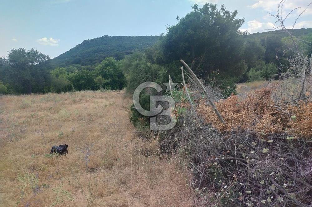 ÇANAKKALE İLİ EZİNE İLÇESİ BOZELİ KÖYÜ 5.5 DÖNÜM SATILIK TARLA