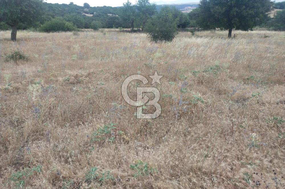 ÇANAKKALE İLİ EZİNE İLÇESİ BOZELİ KÖYÜ 5.5 DÖNÜM SATILIK TARLA