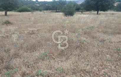 ÇANAKKALE İLİ EZİNE İLÇESİ BOZELİ KÖYÜ 5.5 DÖNÜM SATILIK TARLA