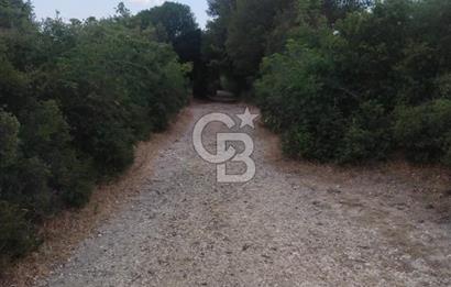 ÇANAKKALE İLİ EZİNE İLÇESİ BOZELİ KÖYÜ 5.5 DÖNÜM SATILIK TARLA