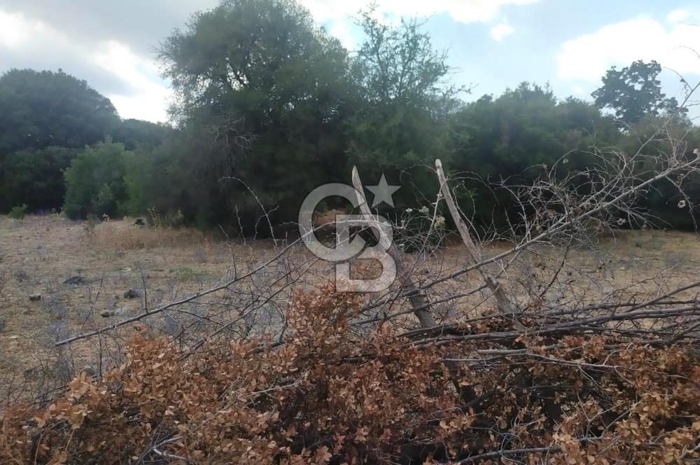 ÇANAKKALE İLİ EZİNE İLÇESİ BOZELİ KÖYÜ 5.5 DÖNÜM SATILIK TARLA