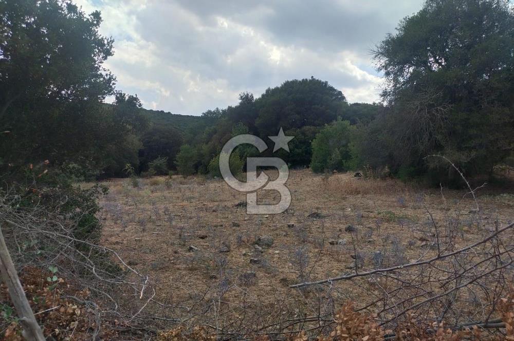 ÇANAKKALE İLİ EZİNE İLÇESİ BOZELİ KÖYÜ 5.5 DÖNÜM SATILIK TARLA