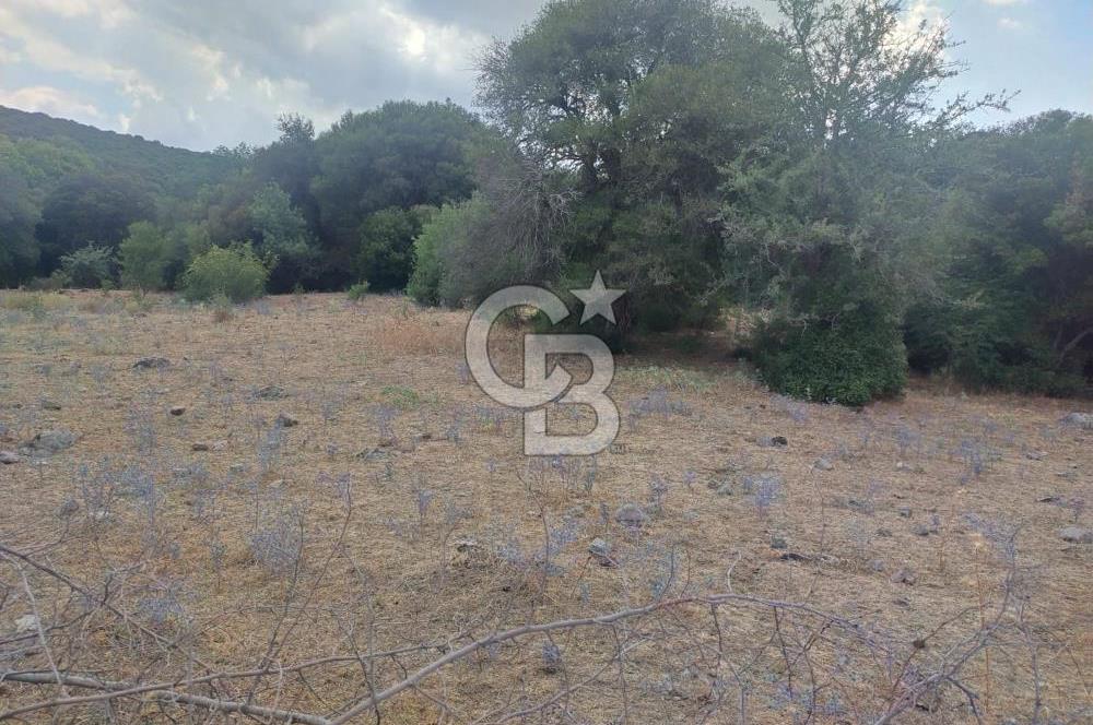 ÇANAKKALE İLİ EZİNE İLÇESİ BOZELİ KÖYÜ 5.5 DÖNÜM SATILIK TARLA