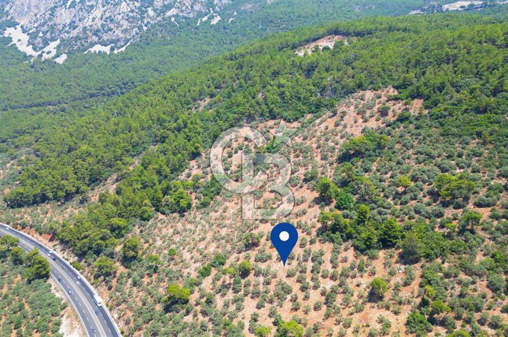 Muğla Ula Akyaka’da 6.315 m² Satılık Tarla