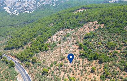 Muğla Ula Akyaka’da 6.315 m² Satılık Tarla