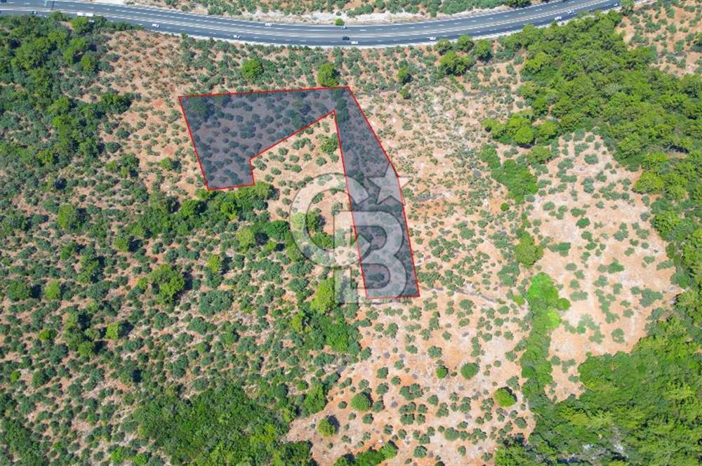 Muğla Ula Akyaka’da 6.315 m² Satılık Tarla