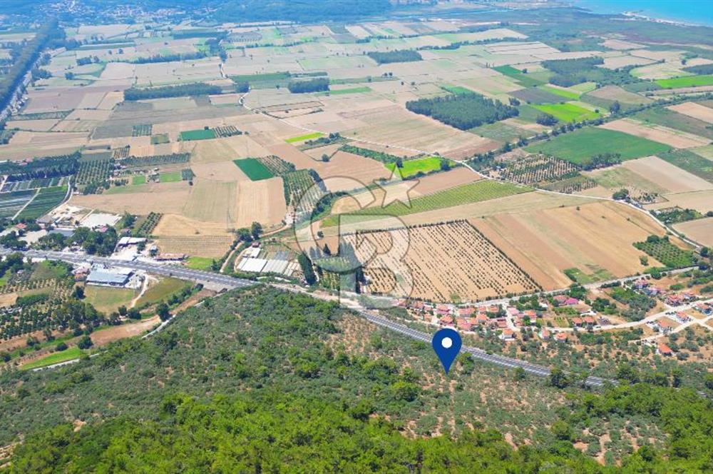 Muğla Ula Akyaka’da 6.315 m² Satılık Tarla