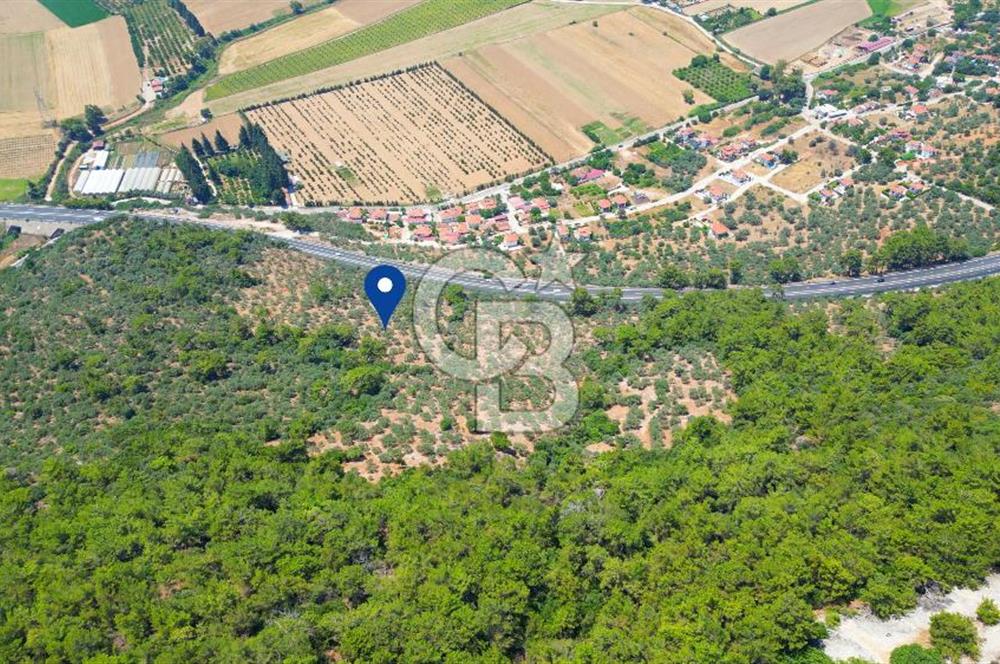 Muğla Ula Akyaka’da 6.315 m² Satılık Tarla