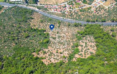 Muğla Ula Akyaka’da 6.315 m² Satılık Tarla