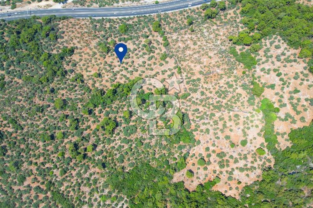 Muğla Ula Akyaka’da 6.315 m² Satılık Tarla