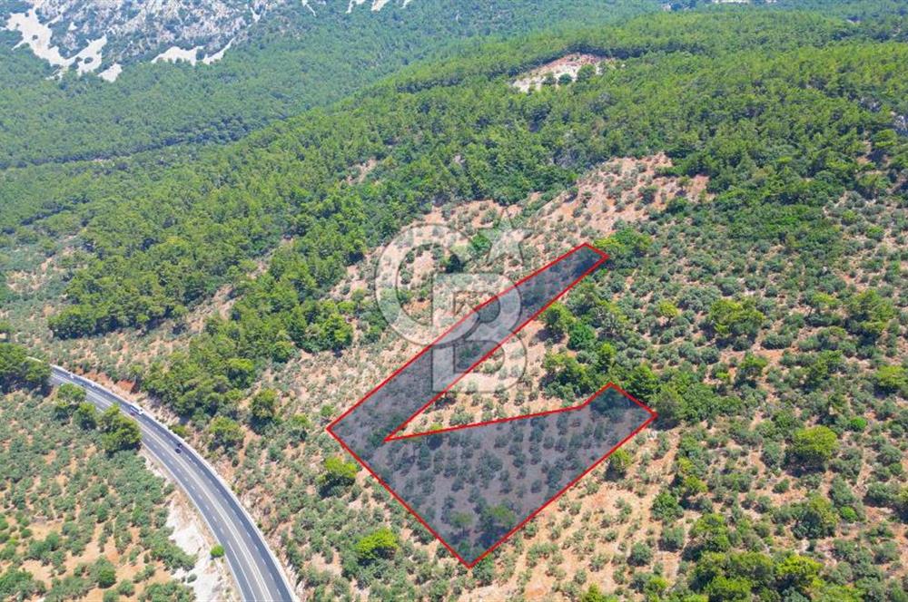 Muğla Ula Akyaka’da 6.315 m² Satılık Tarla