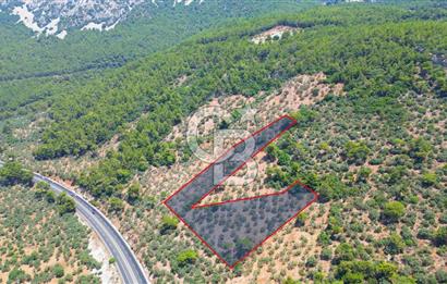 Muğla Ula Akyaka’da 6.315 m² Satılık Tarla