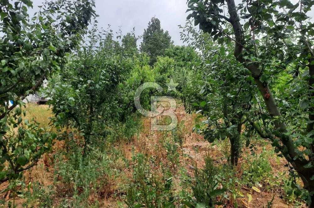 TOKAT BÜYÜKYILDIZ KANAL ALTI TEK TAPU BAHÇE - 1.526M2 VE 2+1 EV