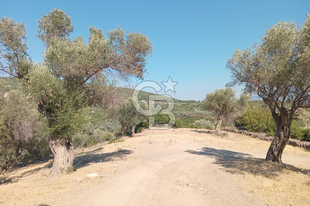 BORNOVA EĞRİDEREDE SATILIK ARSA 