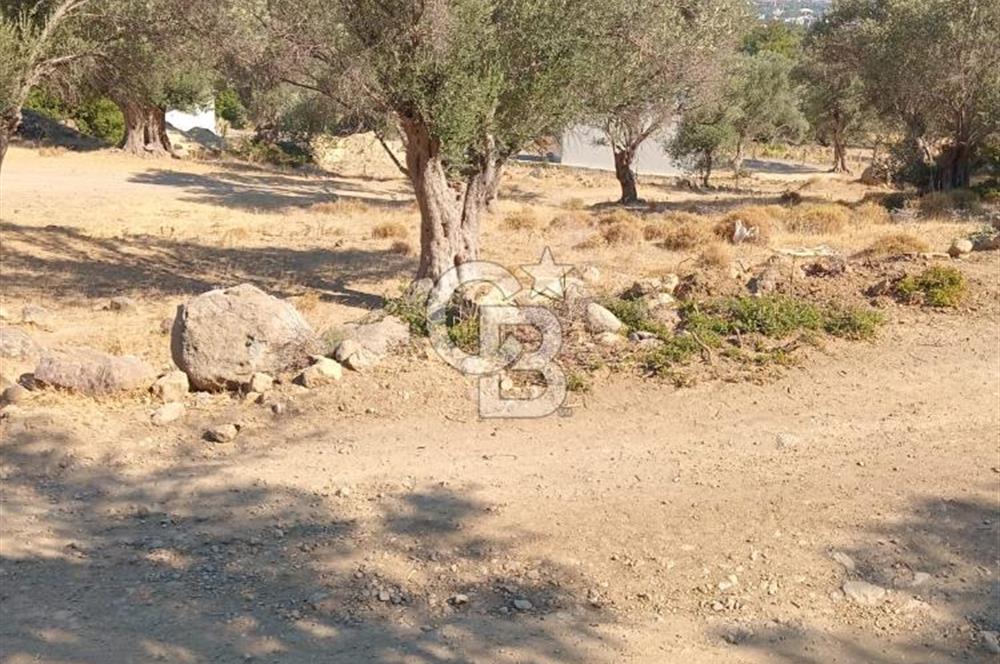 BORNOVA EĞRİDEREDE SATILIK ARSA 