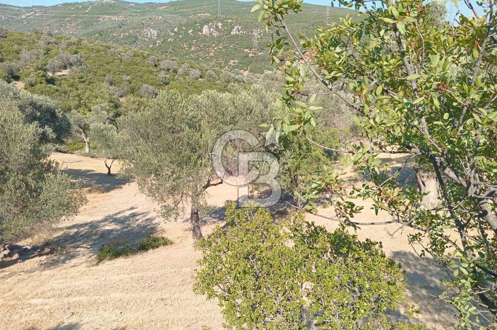 BORNOVA EĞRİDEREDE SATILIK ARSA 