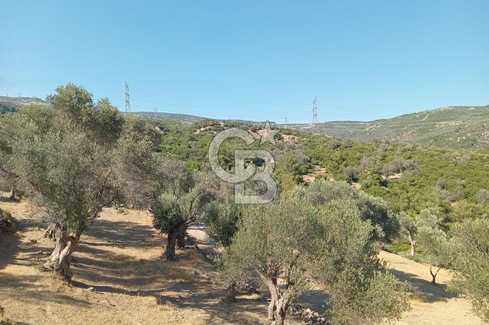 BORNOVA EĞRİDEREDE SATILIK ARSA 