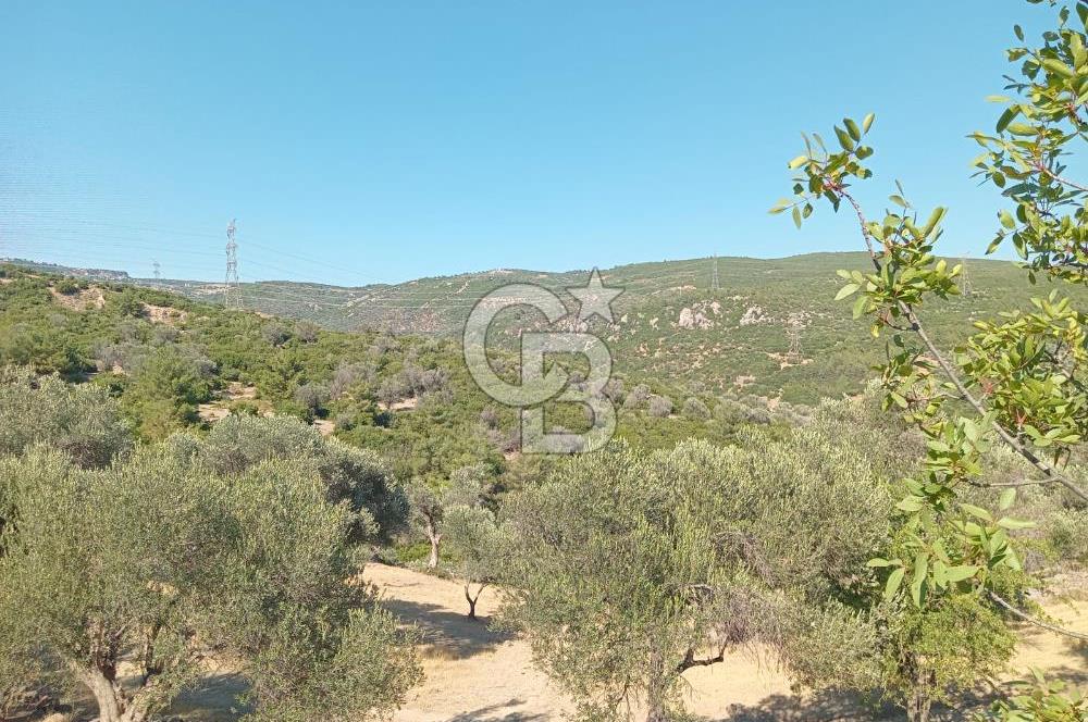 BORNOVA EĞRİDEREDE SATILIK ARSA 