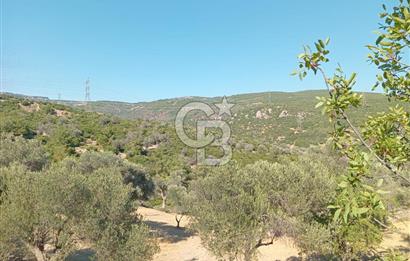 BORNOVA EĞRİDEREDE SATILIK ARSA 