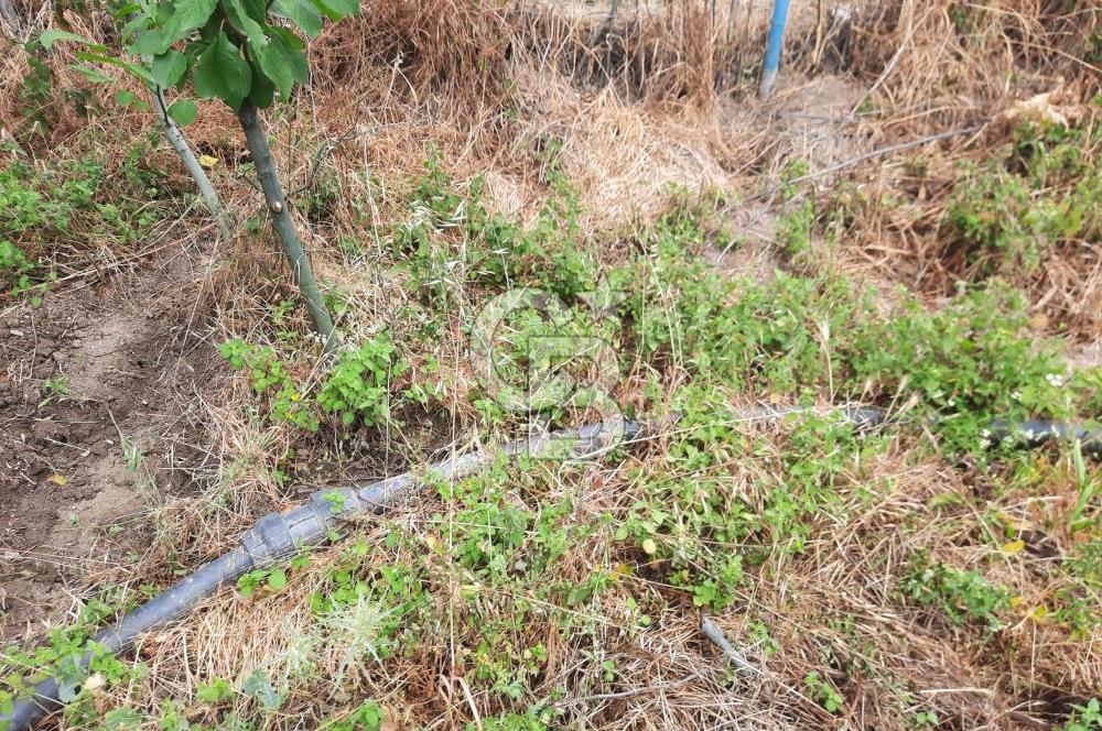 TOKAT BÜYÜKYILDIZ KANAL ALTI TEK TAPU BAHÇE - 1.526M2 VE 2+1 EV