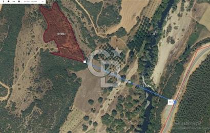 KEPSUT/BEKTAŞLAR'DA ORMANA BİTİŞİK YATIRIMLIK ARAZİ