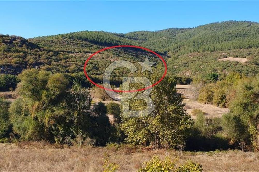 KEPSUT/BEKTAŞLAR'DA ORMANA BİTİŞİK YATIRIMLIK ARAZİ