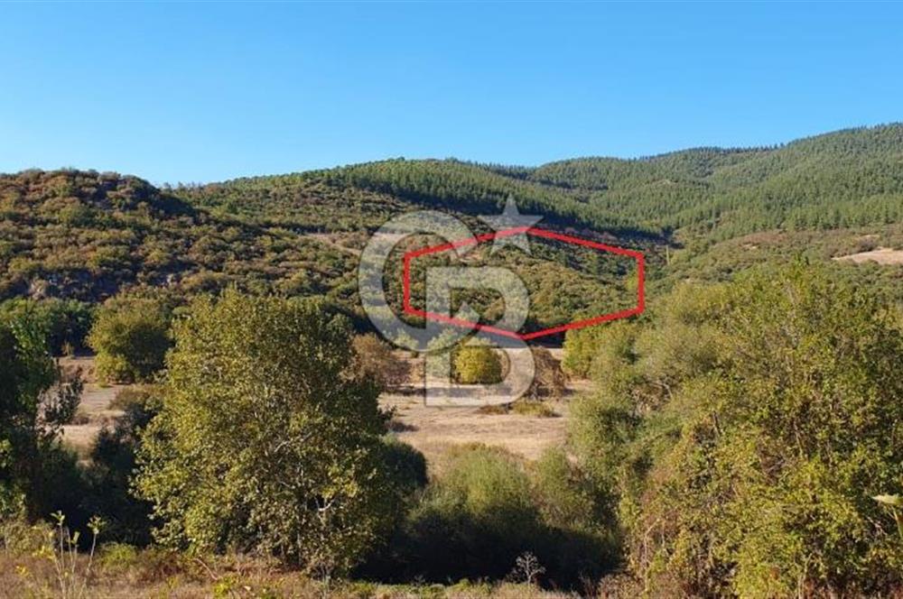 KEPSUT/BEKTAŞLAR'DA ORMANA BİTİŞİK YATIRIMLIK ARAZİ