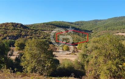 KEPSUT/BEKTAŞLAR'DA ORMANA BİTİŞİK YATIRIMLIK ARAZİ