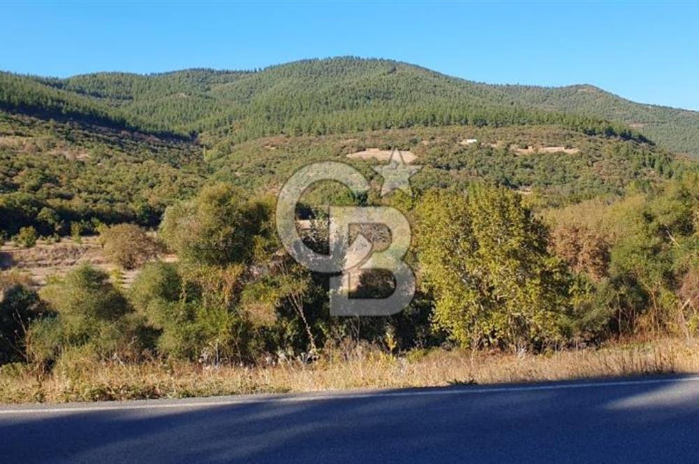 KEPSUT/BEKTAŞLAR'DA ORMANA BİTİŞİK YATIRIMLIK ARAZİ