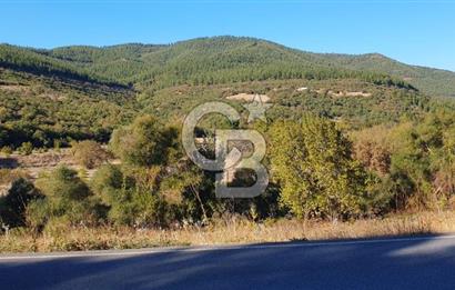 KEPSUT/BEKTAŞLAR'DA ORMANA BİTİŞİK YATIRIMLIK ARAZİ